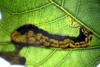 Stigmella trimaculella