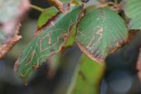 Lyonetia clerkella
