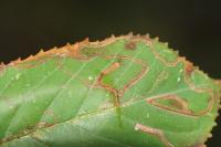 Lyonetia clerkella