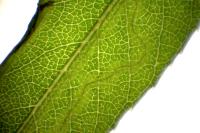 Phyllocnistis valentinensis