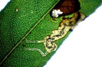 Stigmella obliquella