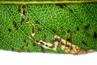 Stigmella obliquella