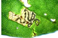 Stigmella salicis