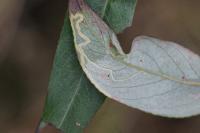 Phyllocnistis valentinensis