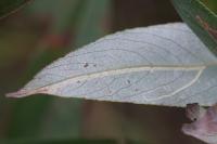 Phyllocnistis valentinensis