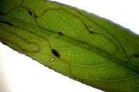 Phyllocnistis valentinensis