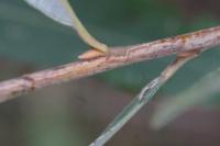 Phyllocnistis ramulicola