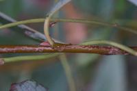 Phyllocnistis ramulicola