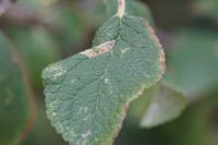Phyllonorycter spinicolella