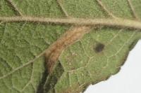 Phyllonorycter spinicolella