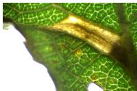 Phyllonorycter spinicolella