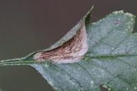 Phyllonorycter corylifoliella
