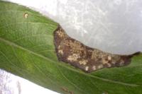 Phyllonorycter salictella