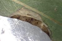 Phyllonorycter salictella