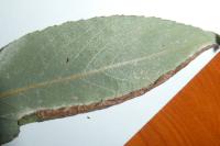Ancylis geminana