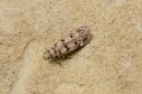 Bryotropha domestica
