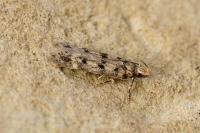 Bryotropha domestica