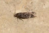 Bryotropha affinis