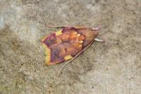 Carcina quercana