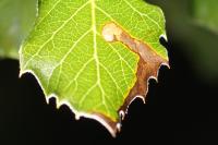 Ectoedemia heringella