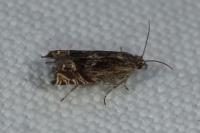 Eucosma aspidiscana