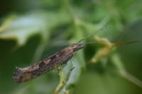 Plutella xylostella