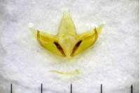 Depressaria douglasella