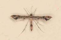 Lantanophaga pusillidactyla