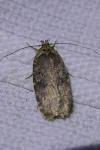 Agonopterix ciliella/heracliana