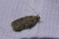 Agonopterix ciliella/heracliana
