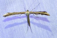 Emmelina monodactyla
