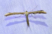 Emmelina monodactyla