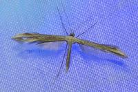Emmelina monodactyla