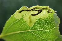 Stigmella trimaculella