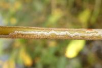 Phyllocnistis ramulicola