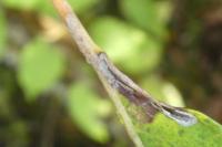 Phyllocnistis ramulicola