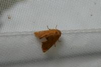 Apoda limacodes