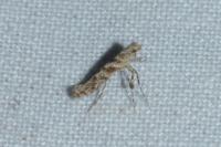 Caloptilia cuculipennella