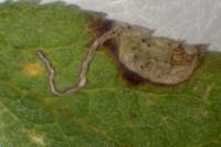 Stigmella plagicolella