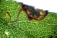 Stigmella plagicolella