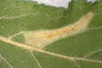 Phyllonorycter spinicolella