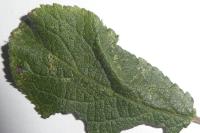 Phyllonorycter spinicolella