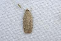 Agonopterix subpropinquella