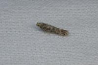 Scrobipalpa ocellatella