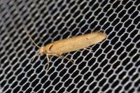 Ypsolopha ustella