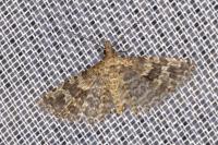 Alucita hexadactyla