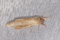 Phragmataecia castaneae