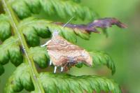 Choreutis nemorana