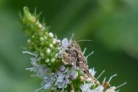 Anthophila fabriciana