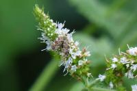 Anthophila fabriciana